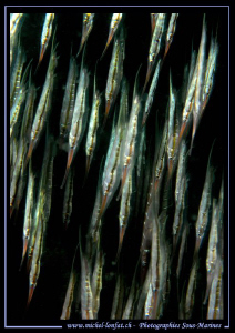 School of Razorfishes in the water's of Lembeh Strait... ... by Michel Lonfat 